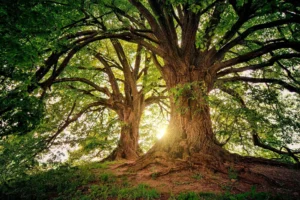 Ein majestätischer Baum steht im Zentrum eines friedvollen Waldes, seine robusten Wurzeln tief in die Erde eingegraben und seine weit ausladenden Äste, die ein dichtes Blätterdach bilden, fangen die sanften Strahlen der untergehenden Sonne ein. Dieses Bild verkörpert die Essenz der Achtsamkeit – die Einladung, im Moment zu verweilen, die Stille der Natur zu schätzen und sich der tiefen Verbindung zwischen uns und der Erde bewusst zu werden. Die warmen Sonnenstrahlen, die durch die Blätter brechen, schaffen ein Gefühl von Hoffnung und Erneuerung, und erinnern uns daran, die Schönheit in den einfachen Dingen des Lebens zu finden und jeden Augenblick bewusst zu erleben.