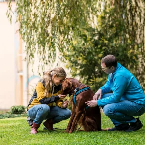 Zwei Personen knien im Gras und interagieren liebevoll mit einem großen Hund, ein Bild, das die Bedeutung von tierbegleiteter Therapie in der Psychotherapie hervorhebt. Dieser Moment der Verbindung und des Austauschs symbolisiert die heilende Kraft der Tiere in therapeutischen Settings und unterstreicht die Rolle der Empathie und des gegenseitigen Verständnisses auf dem Weg zur Heilung und zum emotionalen Wohlbefinden.